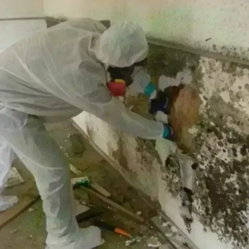 Mold Remediation and Removal in Sheridan, WY